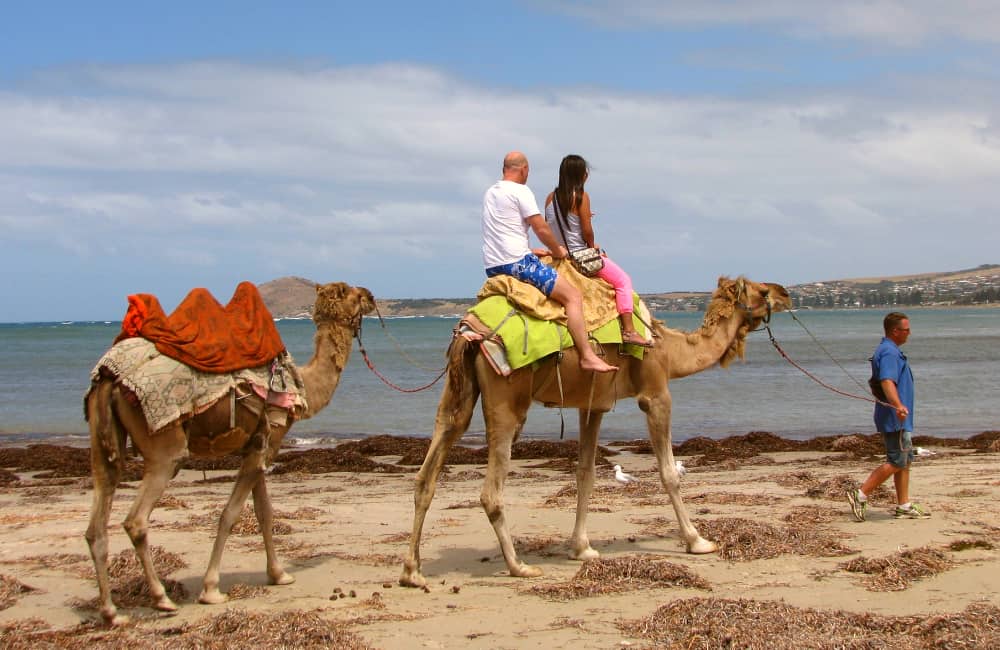 tourist camel riding in australia