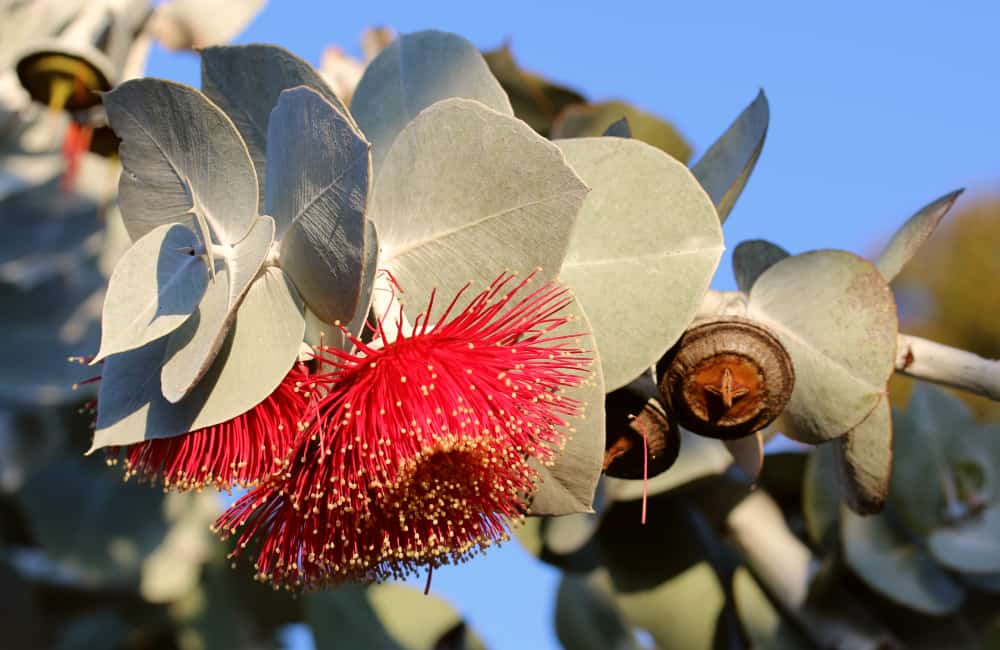eucalyptus-blossom flower