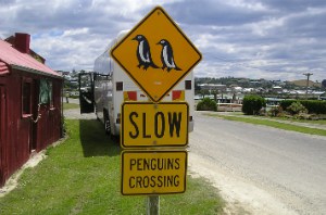 penguins crossing NZ