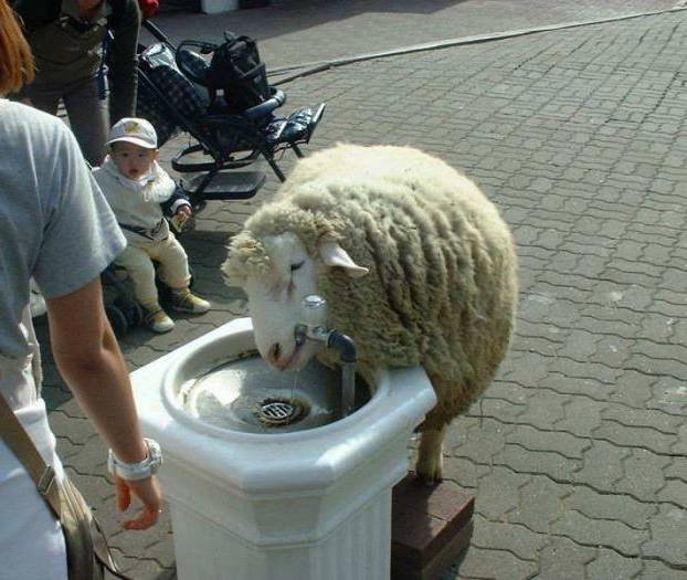 sheep at water fountain Copy