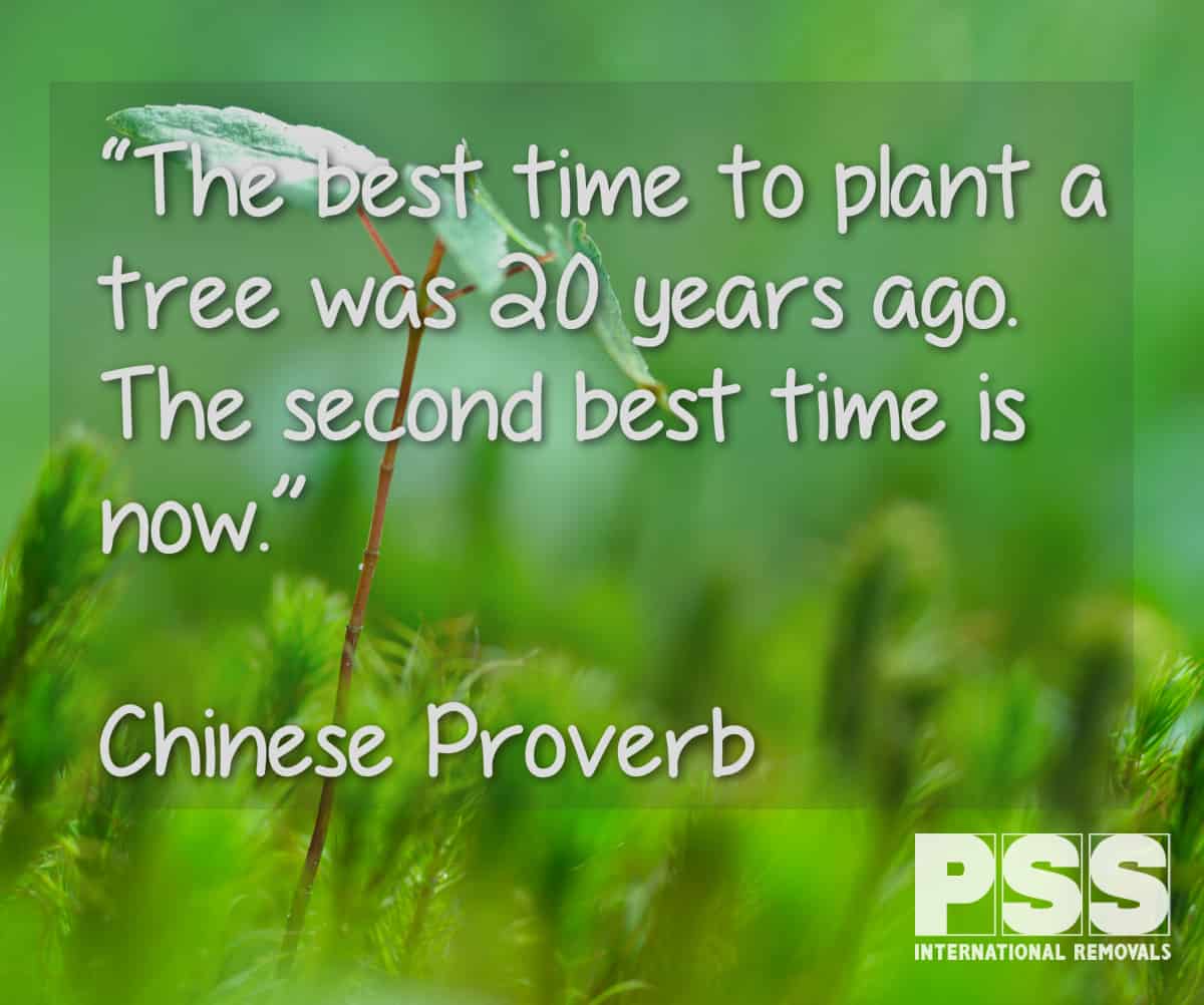 Quote tree proverb fb