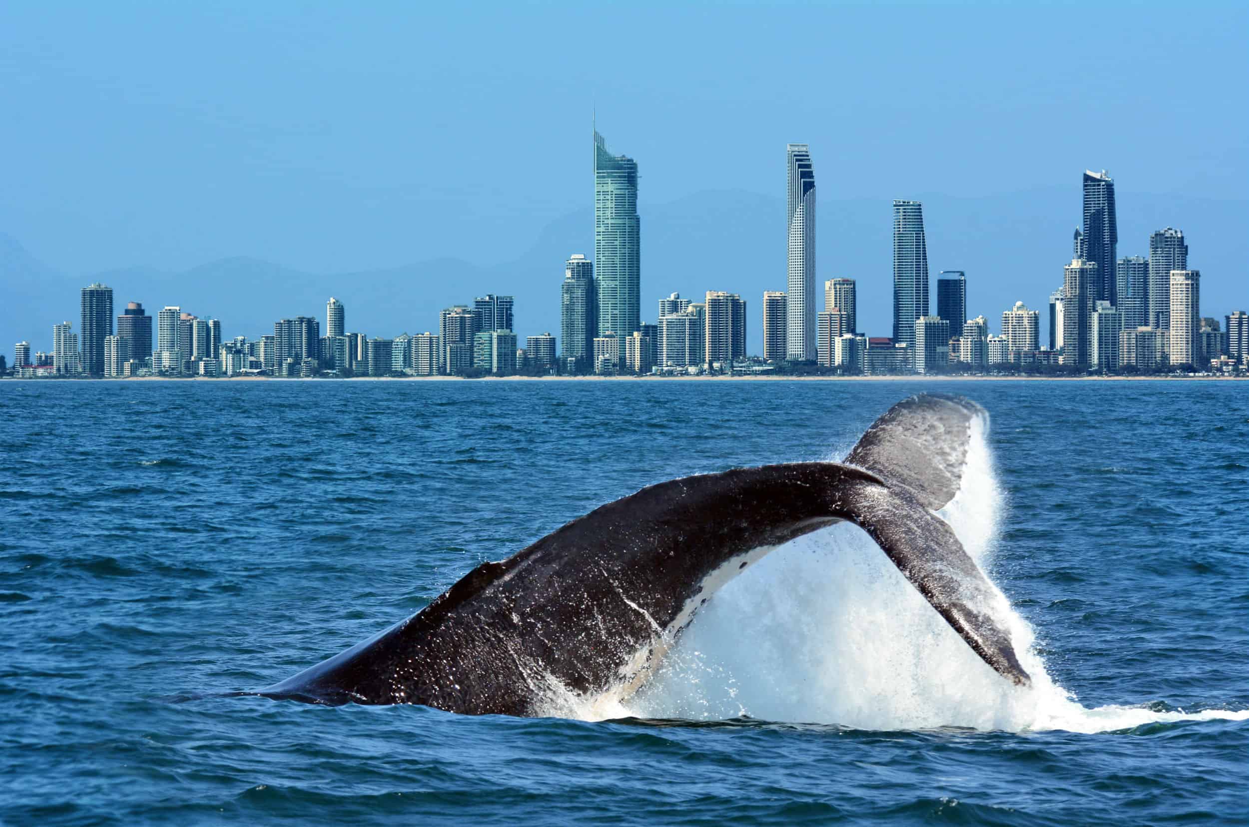 whale watching australia gold coast 1