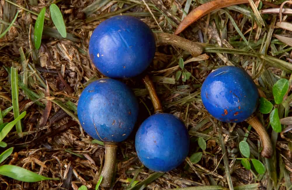 Blue Quandong fruit Queensland