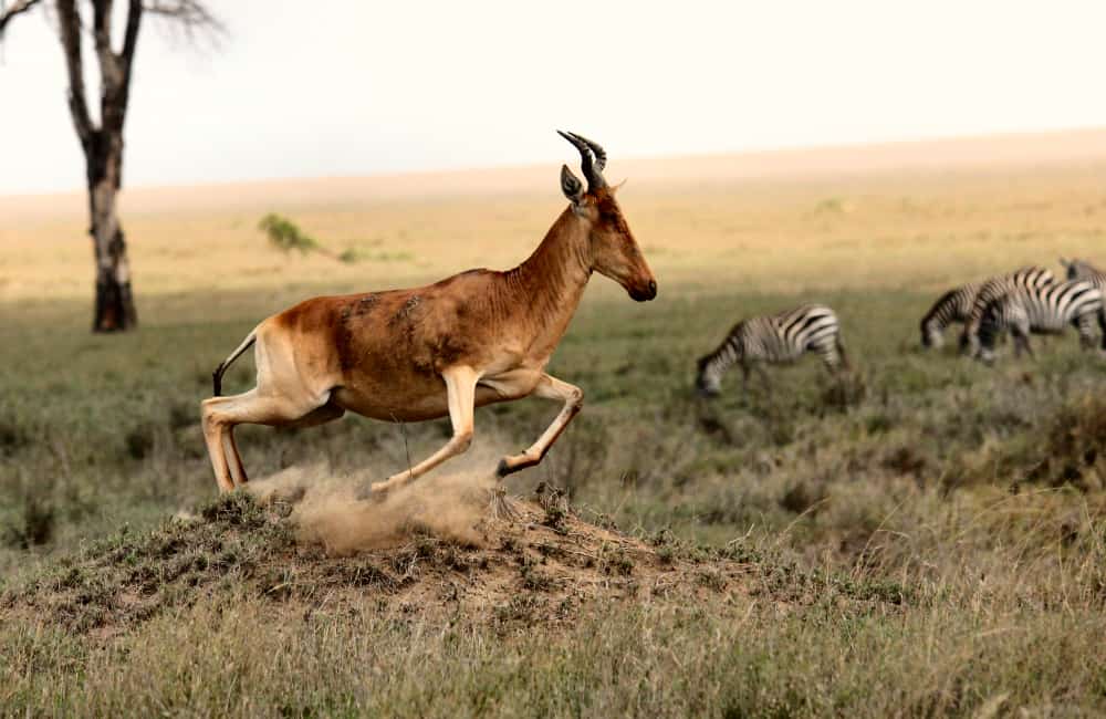 Tanzania Serengeti National Park