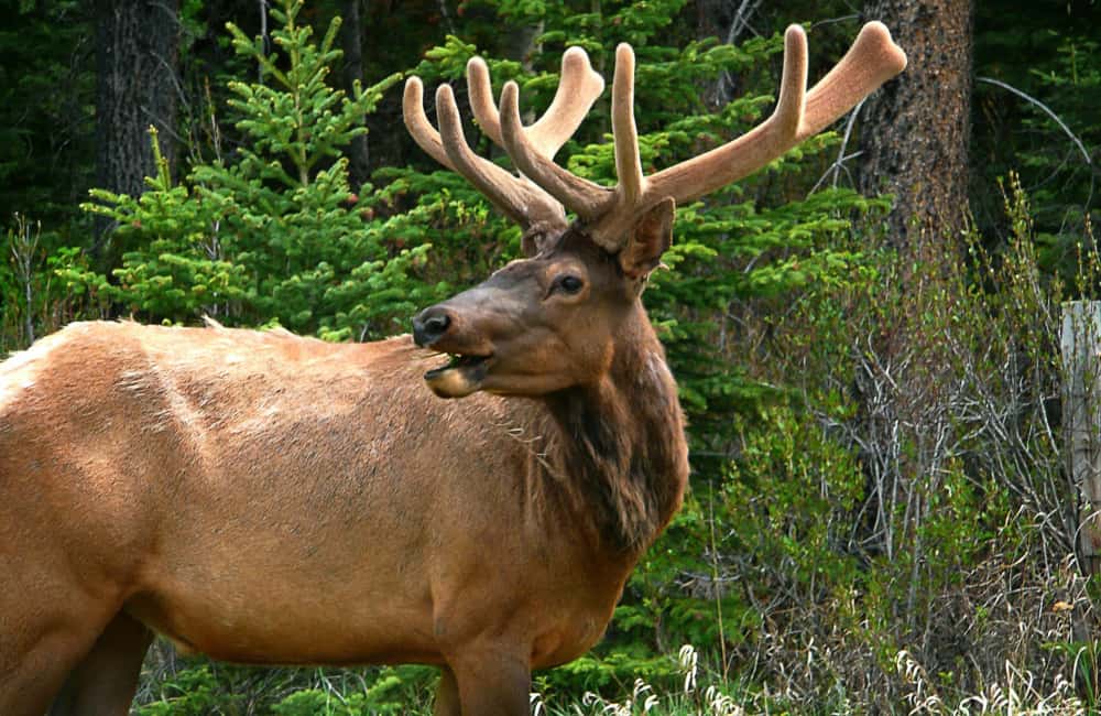 Canadian elk