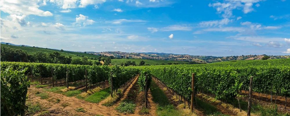 vinyard in Tuscany