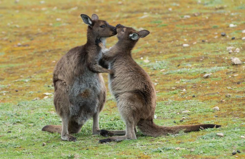 Adelaide-Kangaroo Island-Nature-Wildlife