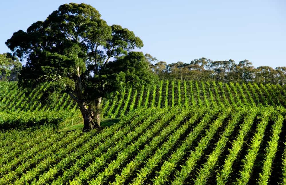 Adelaide-Vineyards-Australia-Landscape-Wine