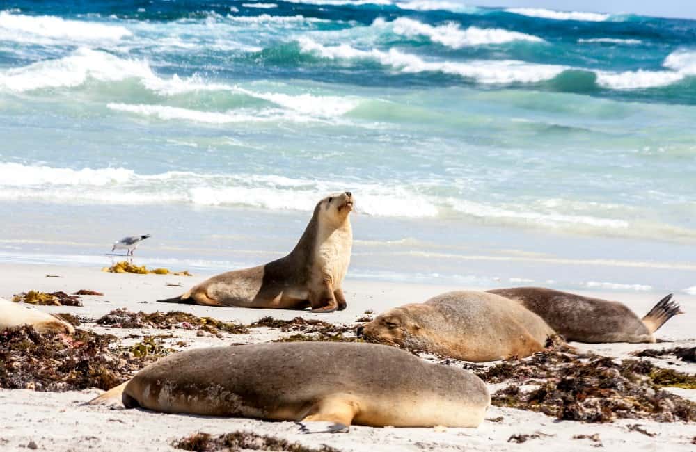 Australia-Sea Lions-Wildlife-Kangaroo Island-Beach