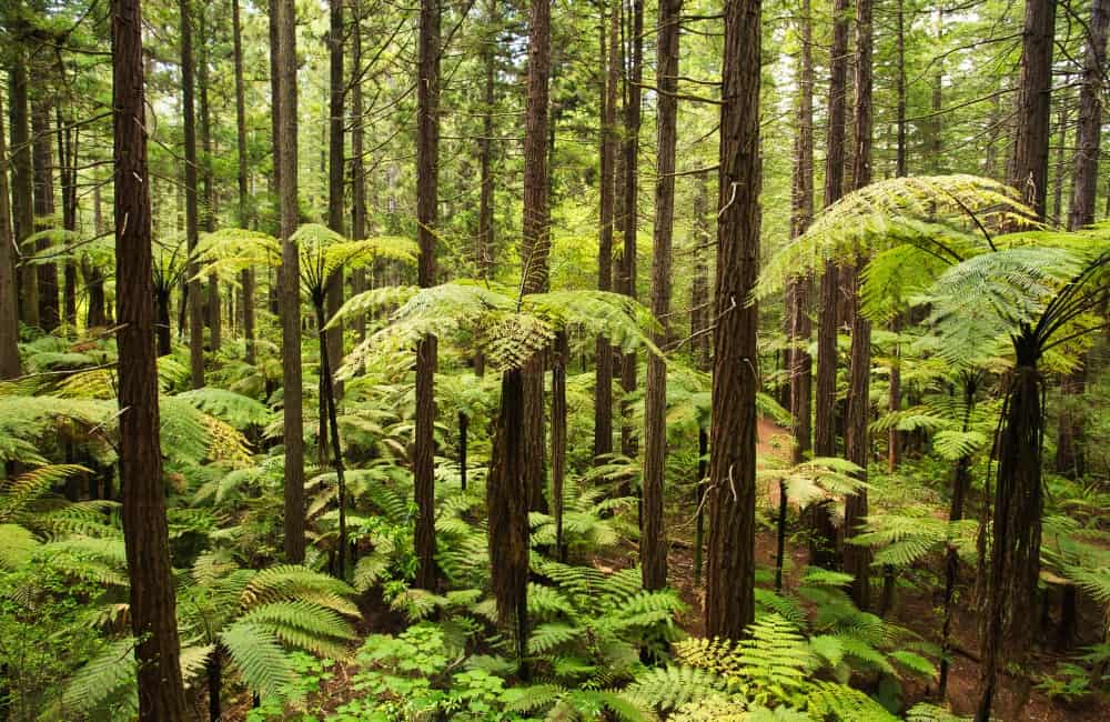 New Zealand-Rotorua-Forest-Giant Redwoods-Tree Ferns