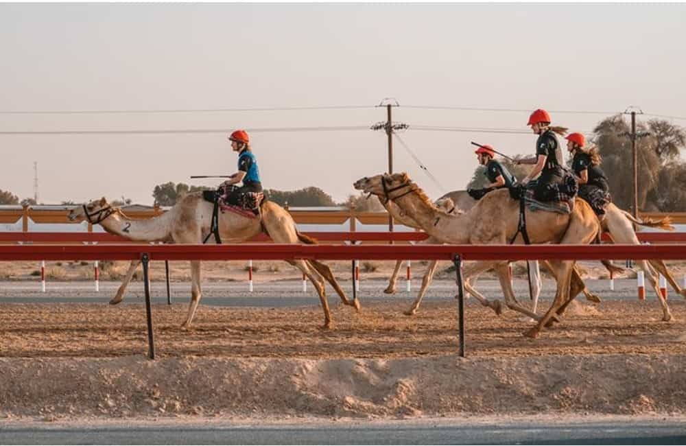 Best things to do in Dubai Camel Racing ADCRC