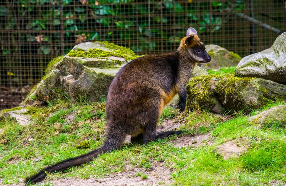 Great reasons to move to Brisbane and Queensland Australia Zoo